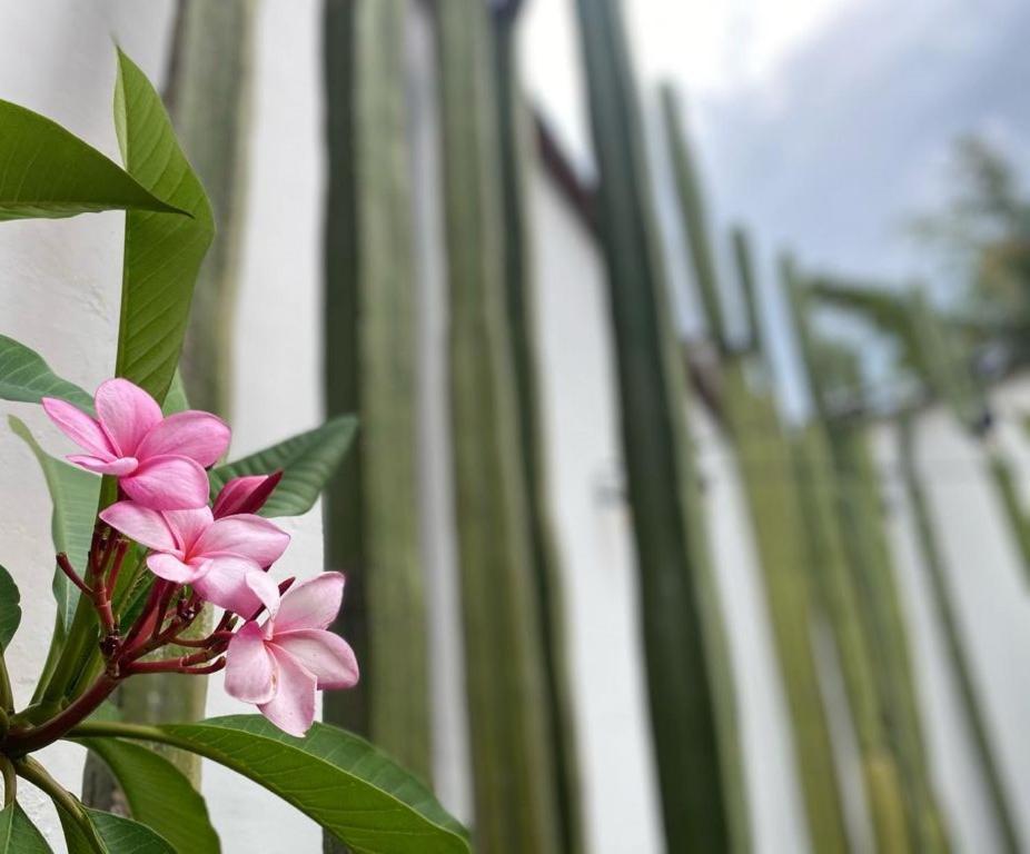 Casa Mayo B&B Oaxaca Экстерьер фото